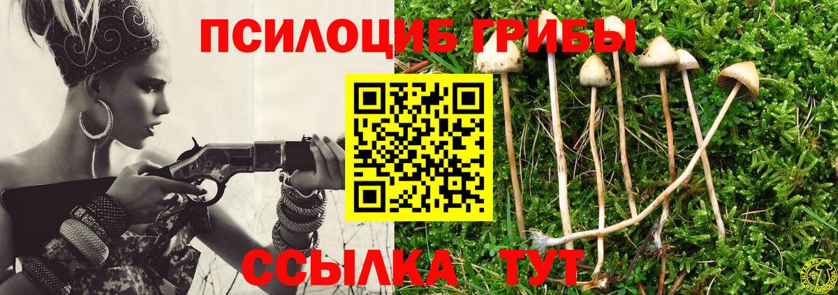Галлюциногенные грибы Psilocybine cubensis Братск